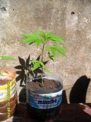 E Mexican Sativona...