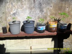 Ai tem Mexican Sativas, White Siberian e Afegany