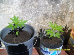 A do balde é a Afegany e ao lado Mexican Sativa.