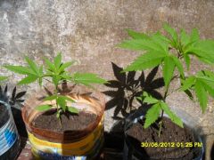 Mexicans Sativas