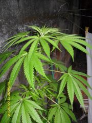 Mexican Sativa