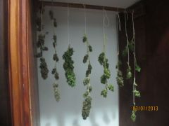 Uma unica planta Super Skunk !!!