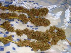 PrenSativa #2