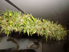 PrenSativa #1