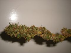 PrenSativa #2