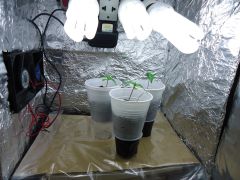 grow