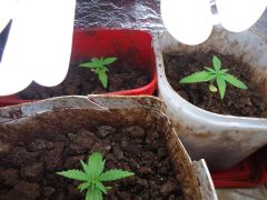PLANTAS TOTAL 1