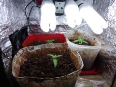 GROW GERAL