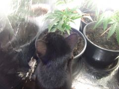 10.7.12 Grow Gato