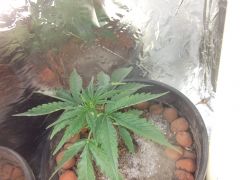 10.07.2012 Grow Prensado5