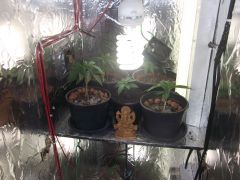 10.07.2012 plantas