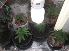 10.07.2012 Grow Plantas 9