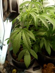 20 07 2012 Plantas 4