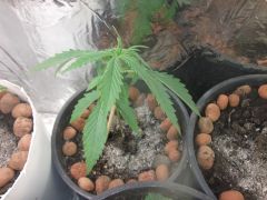 10.07.2012 Grow Prensado7