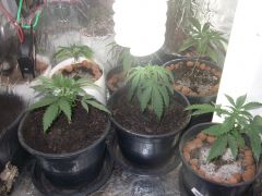 10.07.2012 Plantas 2