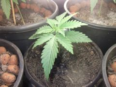 10.07.2012 Grow Prensado3