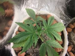 10.07.2012 Grow Prensado Doentinha2