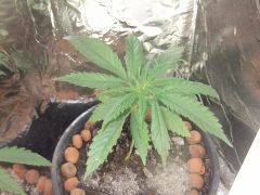 10.07.2012 Grow Prensado6