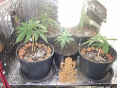 10.07.2012 Grow Plantas 8