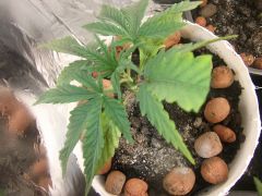 10.7.12 Grow Poda Da folha podre