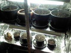 21.06.2012 Grow 2