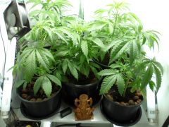 20 07 2012 Grow Plantas