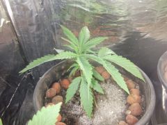 10.07.2012 Grow Prensado2