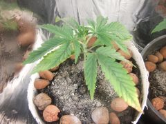 10.07.2012 Grow Prensado Doentinha