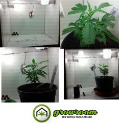 grow 6