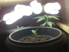 Grow Provisório3.