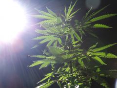 A cannabis vê o sol nascer quadrado