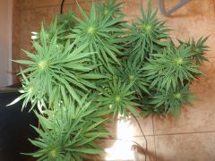 tangerine dream e sleestack x skunk