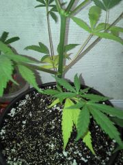 FOLHAS DE BAIXO AMARELANDO NAO SEI O QUE E SE ALGUEM SOLBER PORFAVOR ME AJUDEM ESSA AMANHA VOU MUDAR O FOTO PERIODO DELA PARA 12/12 JA TIREI OS CLONES E AGORA RUMO AOS BUDS