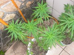 essas plantas eram minha quando pequena e dei a um amigo e hoje quando fui ver ela depois de uns dias mesmo olha como ela ta florescendo lindaaaaaaaaaaaaaaaaaaaaa