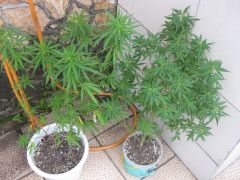 2 lindas plantas que dei a um amigo lindona as duas