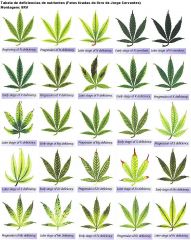 sintomas cannabis