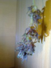 Bud purple