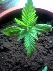 1º Cultivo