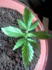 1º Cultivo