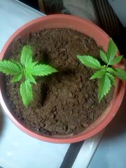 1º Cultivo