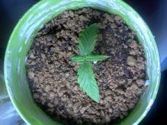 1º Cultivo