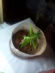 1º Cultivo