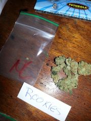 northern lights - rookies