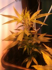 S.A.G.E. -  Sativa Afghani Genetic Equilibrium™ - Clone recém tranportado para Flora em 09/02/2013 Sábado de Carnaval...