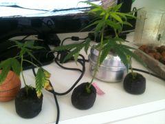 Clones de Sensi Star e Chocolate Diesel