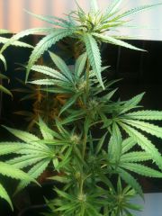 S.A.G.E. Sativa Afghani Genetic Equilibrium™