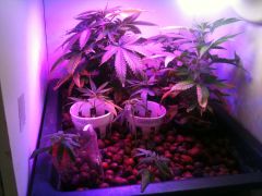 Vista geral do vegetativo - Ao fundo duas Big Budha Cheese e clones diversos de Sensi Star, Chocolate Diesel e S.A.G.E. -  Sativa Afghani Genetic Equilibrium™