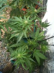 Easy to grow Clone 1 Uma semana depois