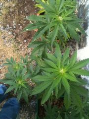 Easy to grow Clone 2 Uma semana depois