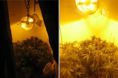 grow 25mar2014 C